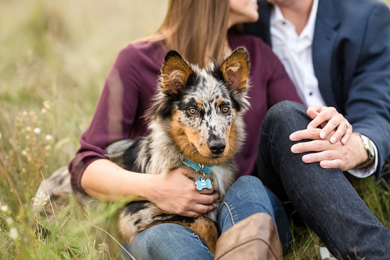 dog photo session